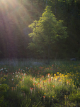 MEADOW, EVENING LIGHT - BRUCE PENINSULA