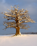 Oak Tree Mid winter 02191