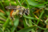 Andrena labiata (f)