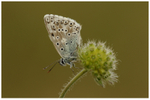 Chalk-hill Blue on Scabious Seed Head
