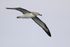 Salvin's Albatross glides past, Chile