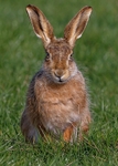 Hares portfolio