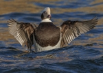 Long-tailed Duck