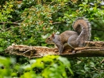 Grey Squirrel