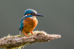 Kingfisher