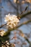 Apple blossom