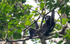 Hoolock Gibbon male