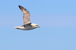 Fulmar