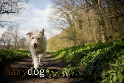 Kasper's Walkies! portfolio