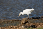 Cattle Egret