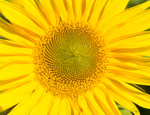 Sunflower 1