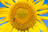 Sunflower Bee 8