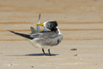 Preening Sand 4