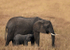 African Bush Elephant