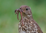 Song Thrush 2