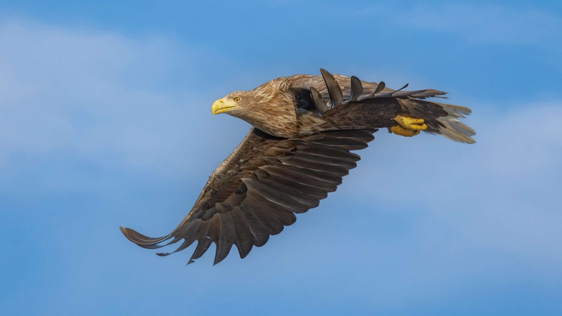White Tailed Eagle - Isle of Mull - Scotland