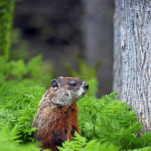 A groundhog or woodchuck on high alert outside it's burrow entrance.