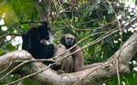 Gibbon couple with baby