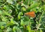 Small Skipper
