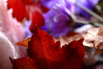 Flowers Set 05 - 04