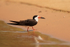 Black Skimmer, Rio Sao Lourenco, Mato Grosso, Brazil