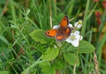 Gatekeeper