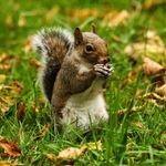 Squirrel 2