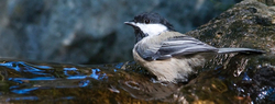 Backyard Bathing Birds portfolio