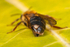 Stylopised Andrena