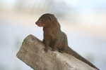 Miniature Mongoose