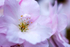 White Cherry Blossom - DSC_4591