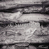 Bark # 9D