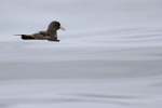 White-chinned Petrel portfolio
