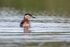 Red-necked Grebe