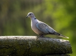 Collared Dove
