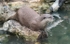 Slimbridge-5