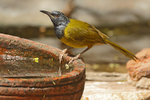 Oriole Warbler