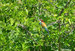 European Bee-eater