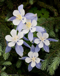 Columbines
