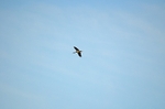 Black Stork