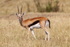 Thomson's Gazelle, Masai Mara, Kenya