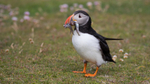Puffen with Fish 18