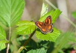 Gatekeeper