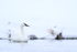 Trumpeter Swan in winter, Yellowstone National Park, Wyoming