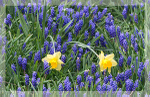 SPRING FLOWERS - PORT RYERSE