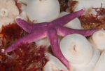 Henricia oculata