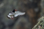 Oystercatcher