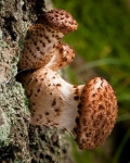 Dark Honey Fungus (02)