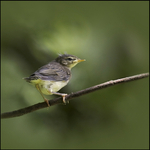 Fledgling Willow Warbler
