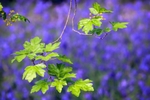 Oak leaves and Bluebells